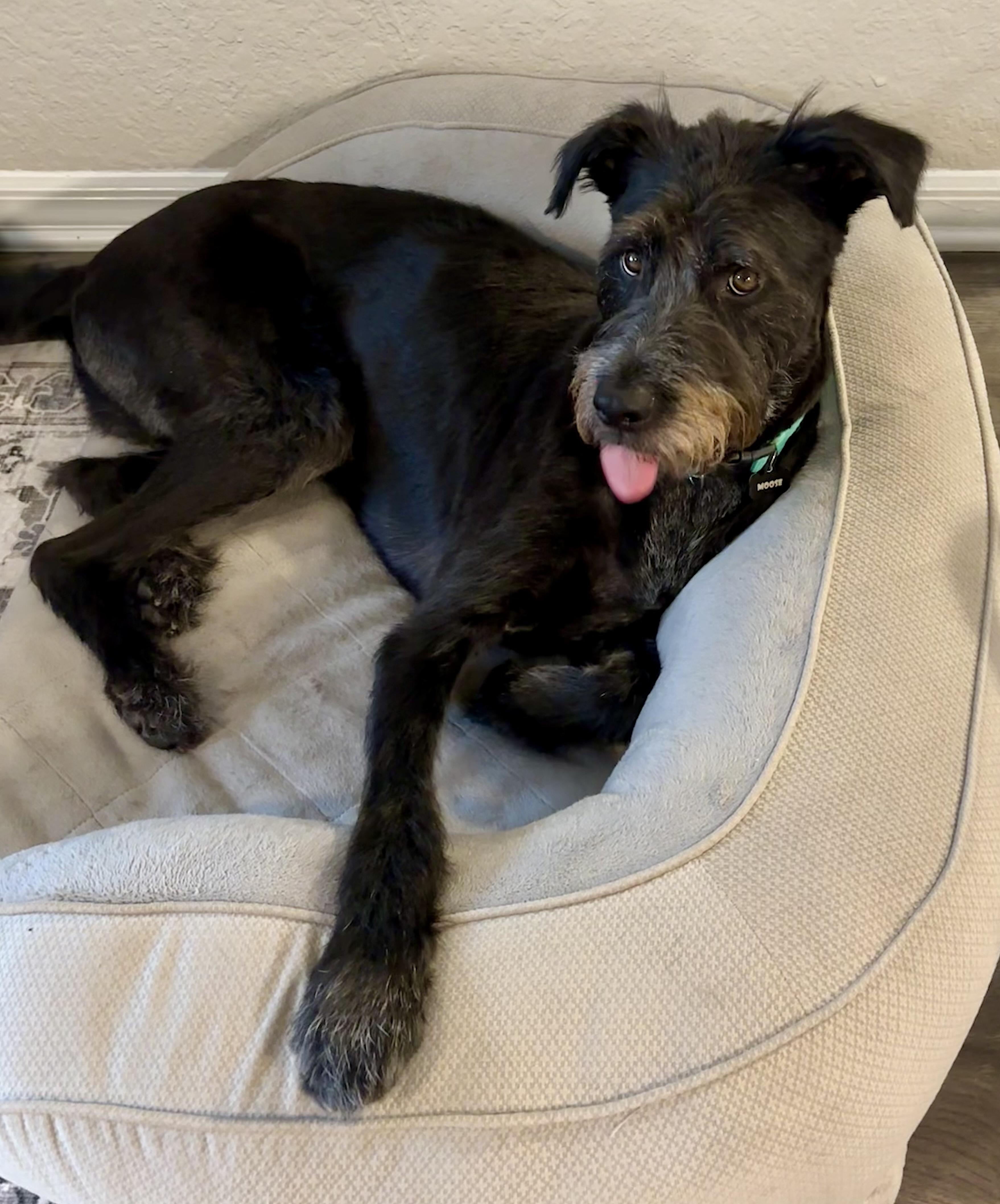 Moose, a Adopted mixed breed in Atlanta, GA image 6/6