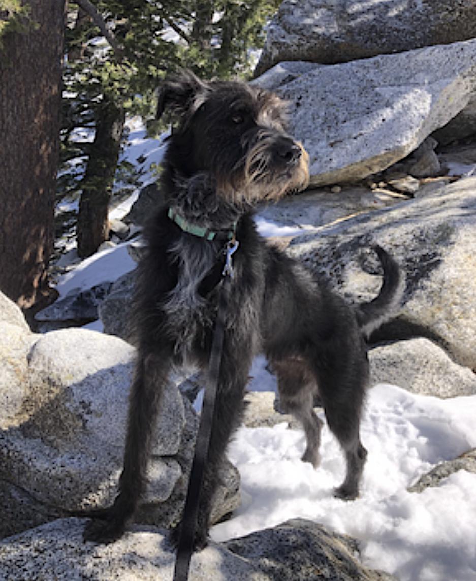 Moose, Adopted, Adult Male Schnauzer.