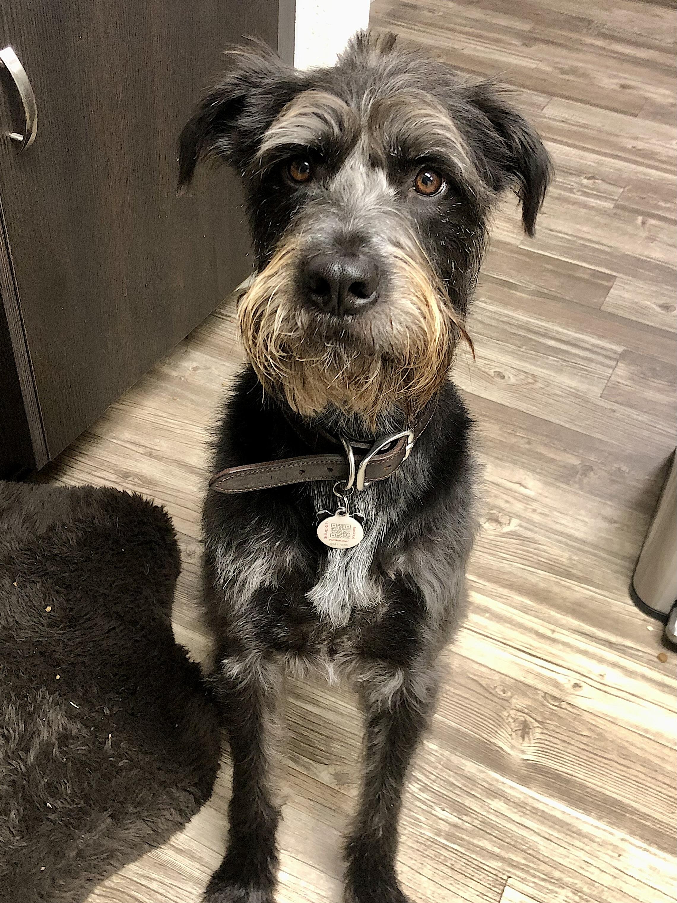 Moose, a Adopted mixed breed in Atlanta, GA image 3/6