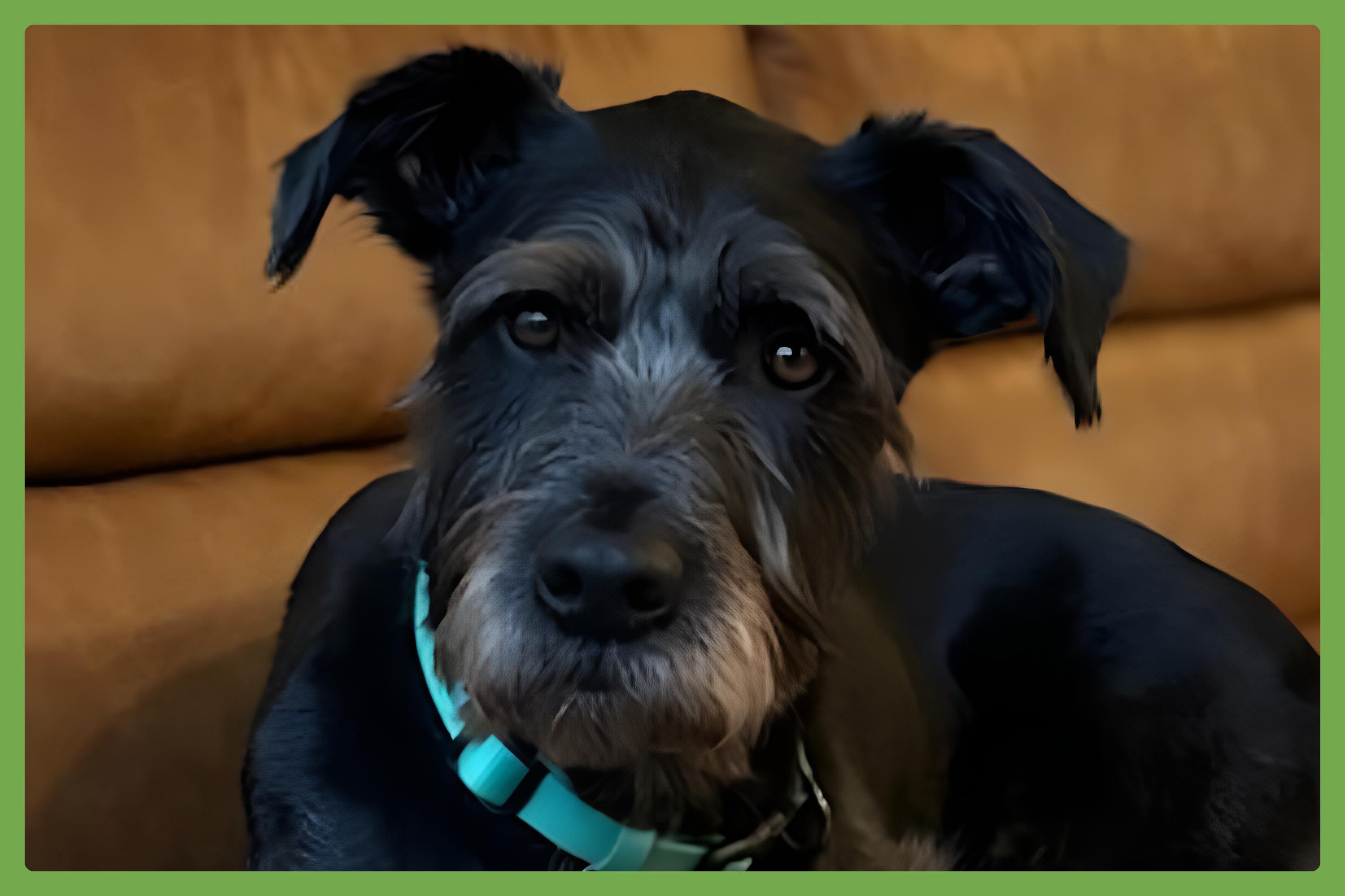 Moose, a Adopted mixed breed in Atlanta, GA image 1/6