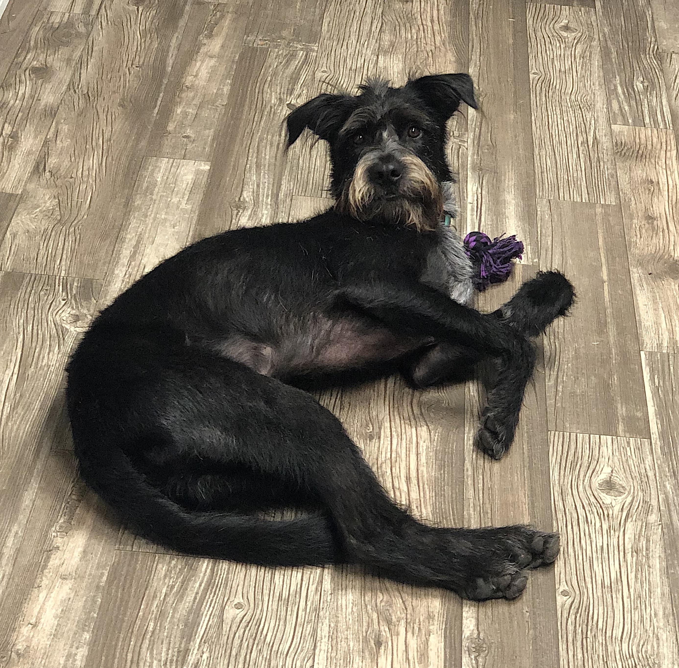 Moose, a Adopted mixed breed in Atlanta, GA image 4/6