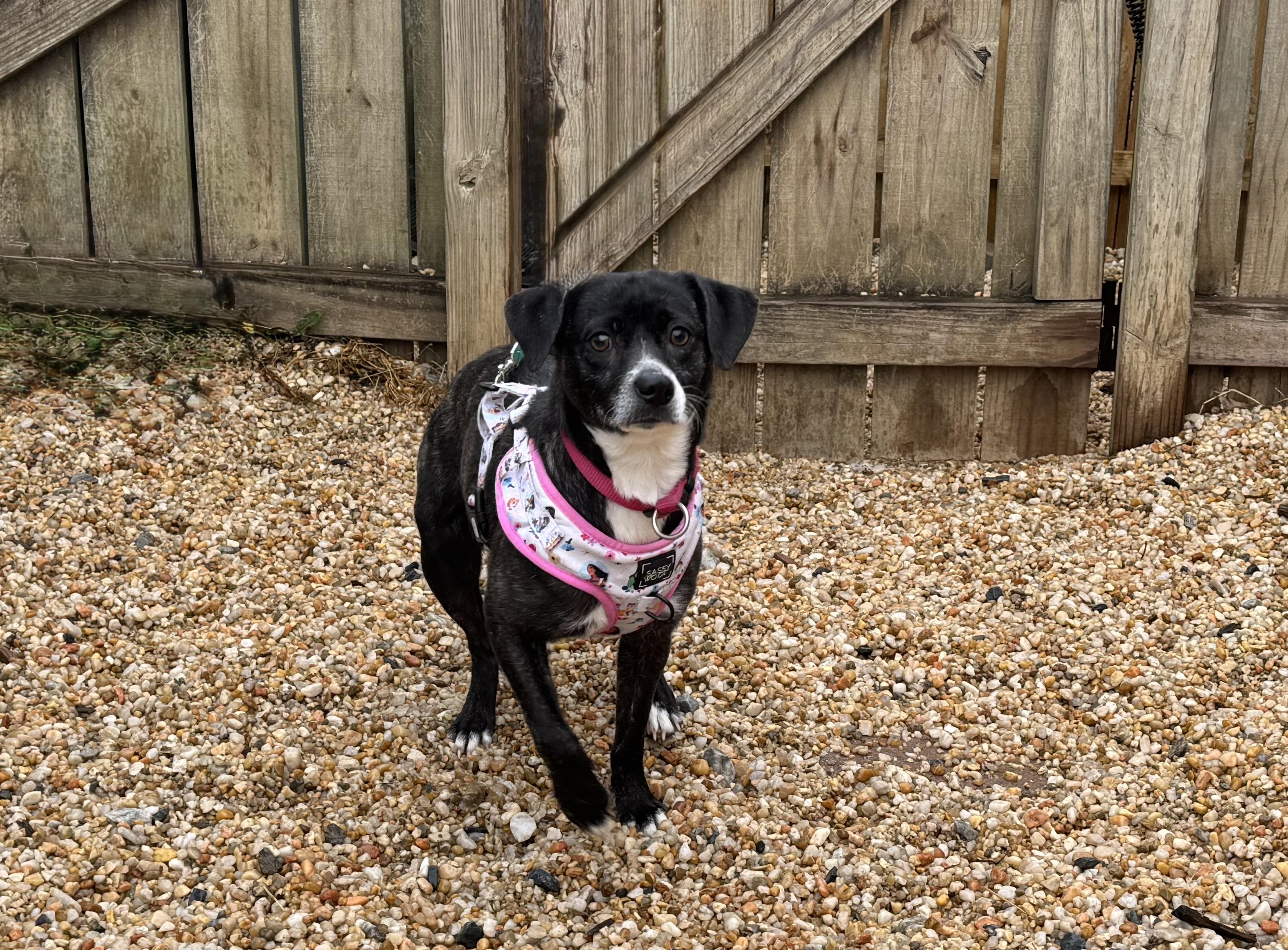 Enlarge Larissa, a ADOPTABLE mixed breed in Ellicott City, MD image 4/4