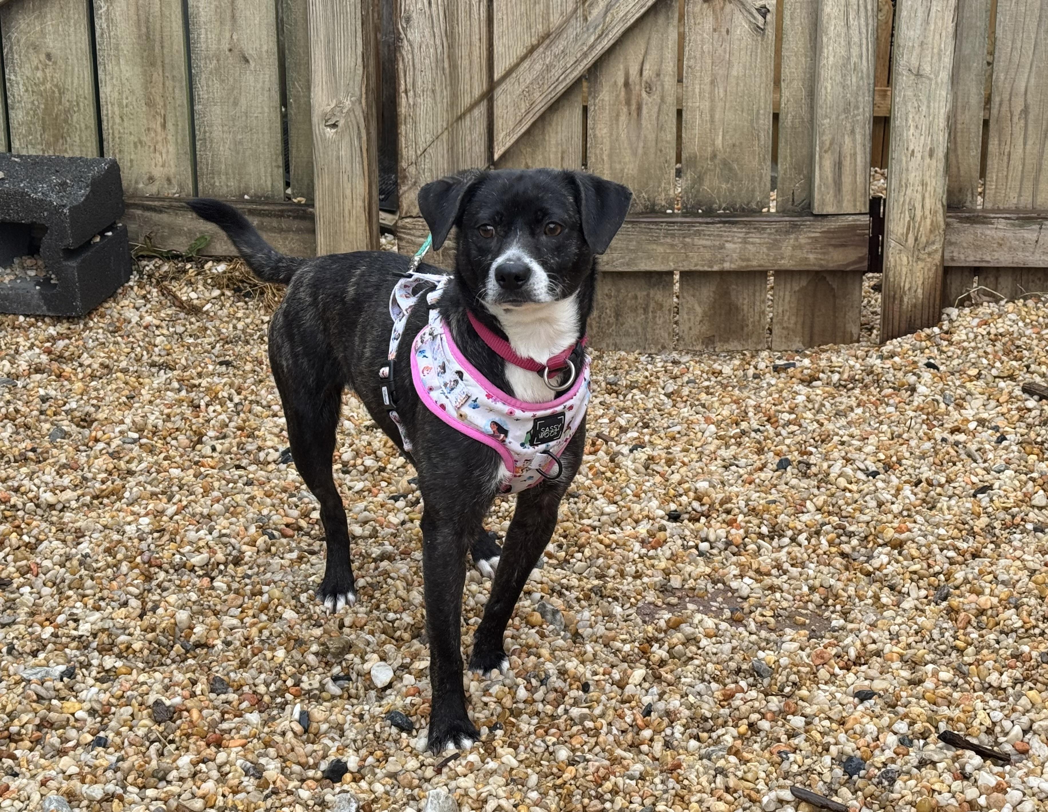 Enlarge Larissa, a ADOPTABLE mixed breed in Ellicott City, MD image 1/4