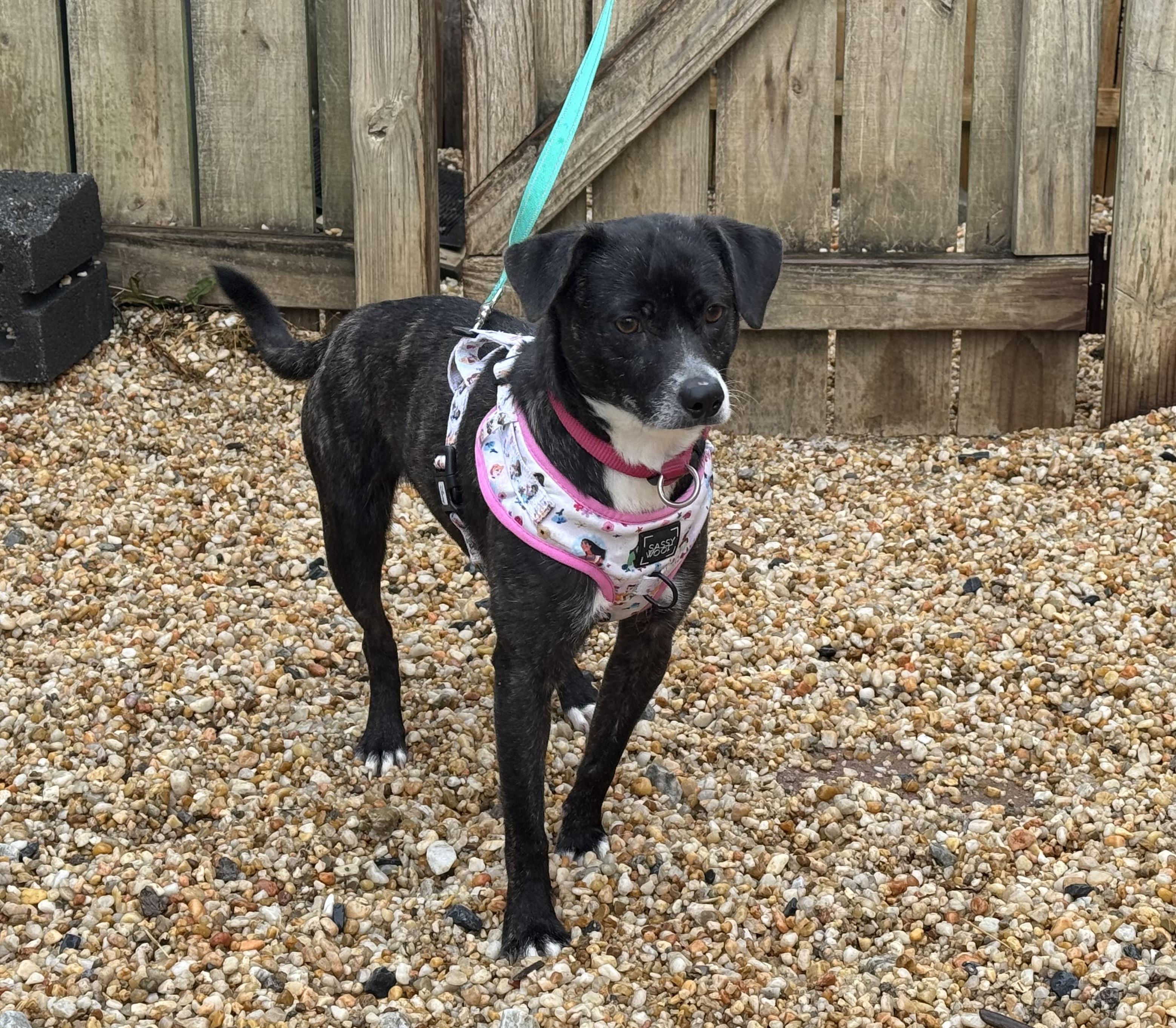 Enlarge Larissa, a ADOPTABLE mixed breed in Ellicott City, MD image 2/4