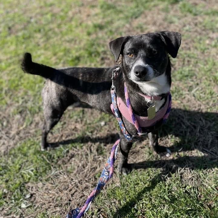 Enlarge Larissa, a ADOPTABLE mixed breed in Ellicott City, MD image 5/5