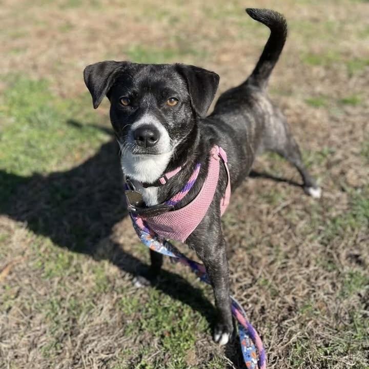 Enlarge Larissa, a ADOPTABLE mixed breed in Ellicott City, MD image 1/5