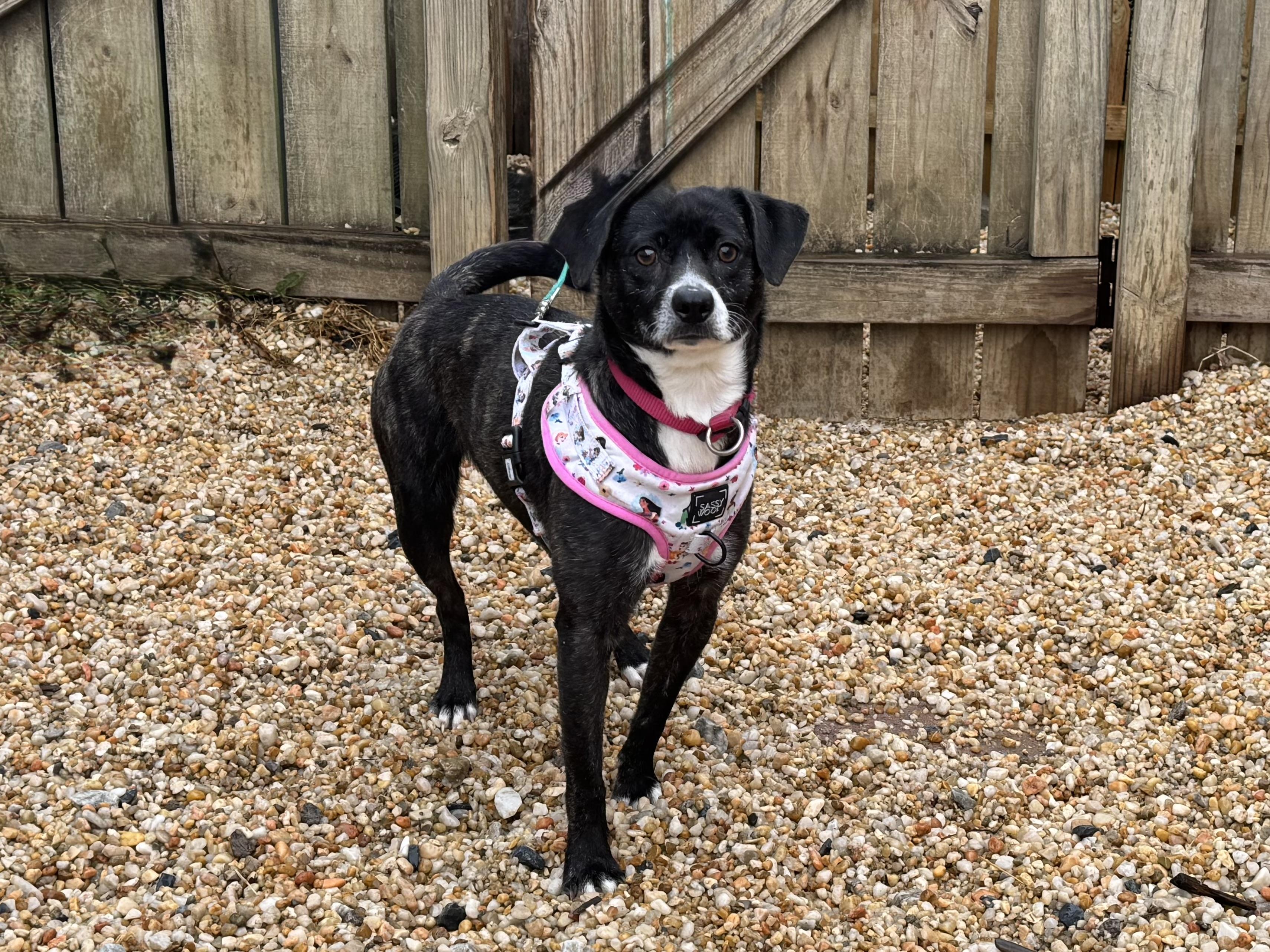 Enlarge Larissa, a ADOPTABLE mixed breed in Ellicott City, MD image 3/4