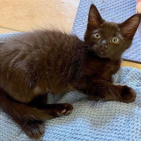 Drago, Adoptable, Kitten Male Domestic Short Hair.