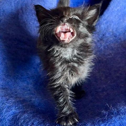 Enlarge Drago, a Adoptable Domestic Short Hair in Pleasant Hill, CA image 2/4