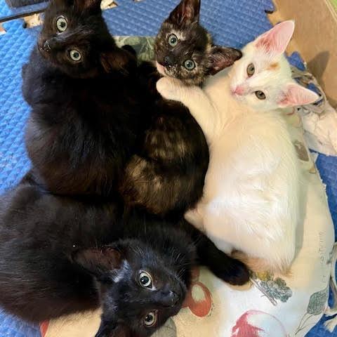 Enlarge Drago, a Adoptable Domestic Short Hair in Pleasant Hill, CA image 3/4