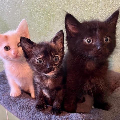 Enlarge Drago, a Adoptable Domestic Short Hair in Pleasant Hill, CA image 4/4