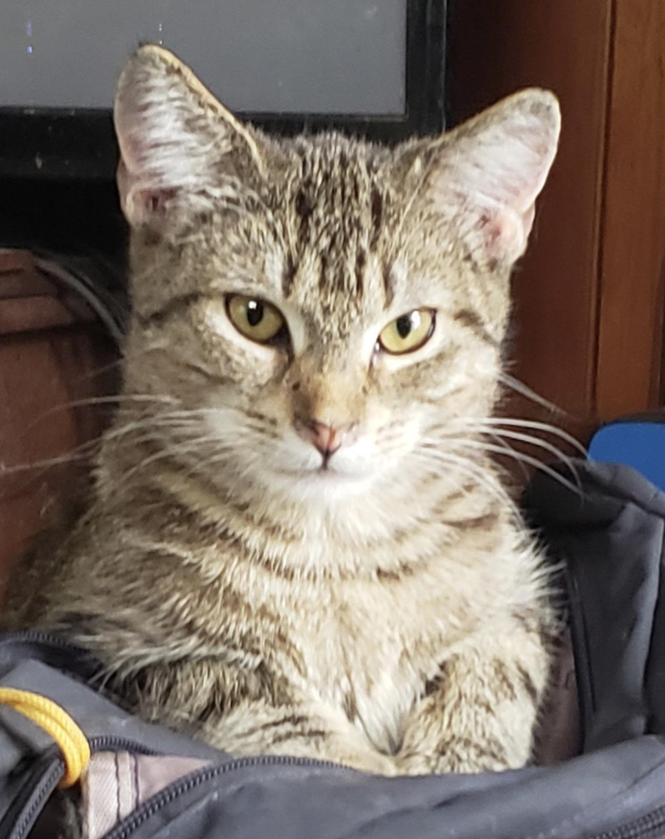 Enlarge Wesley, a Adoptable Domestic Short Hair in Cortland, NY image 1/2