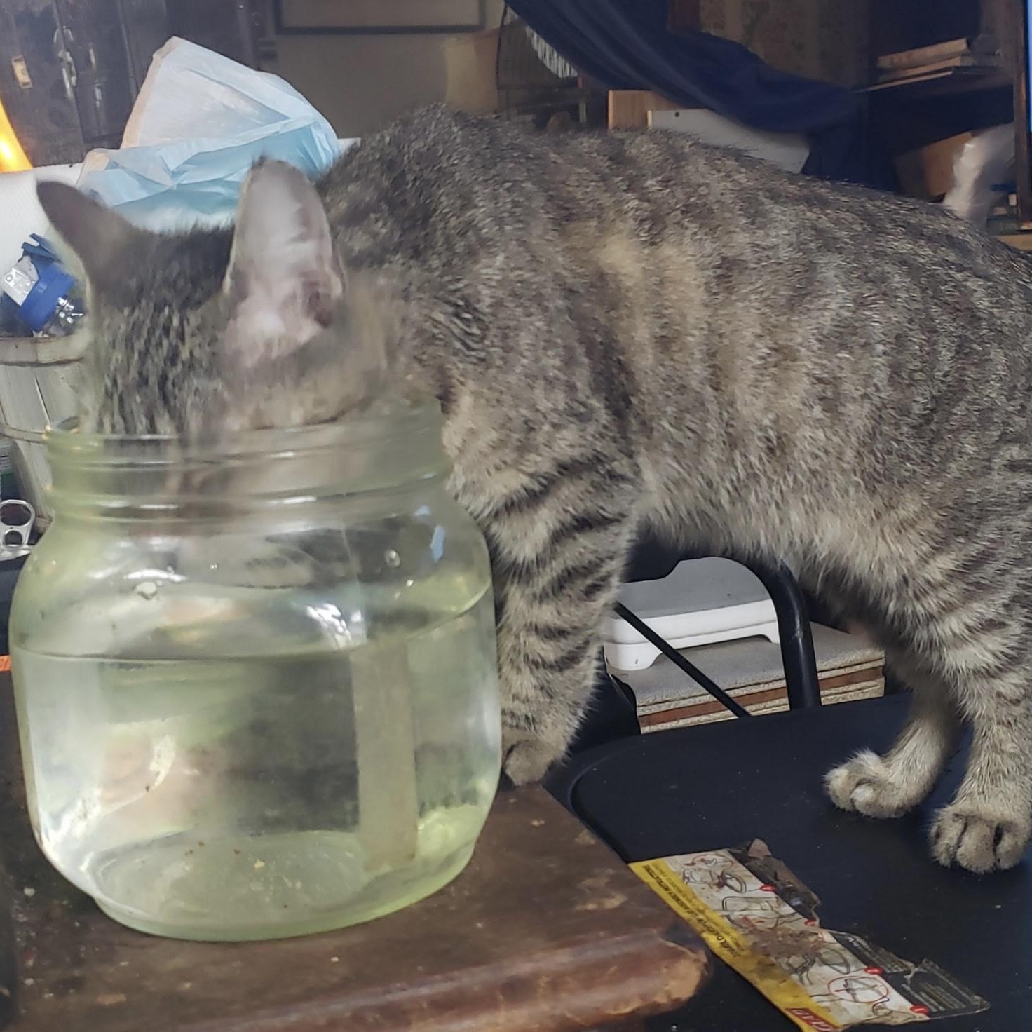 Enlarge Wesley, a Adoptable Domestic Short Hair in Cortland, NY image 2/2