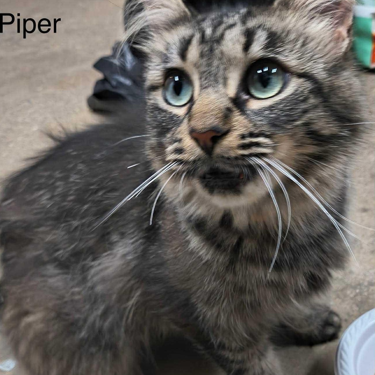 Piper, a Adoptable mixed breed in Livonia, MI image 2/4