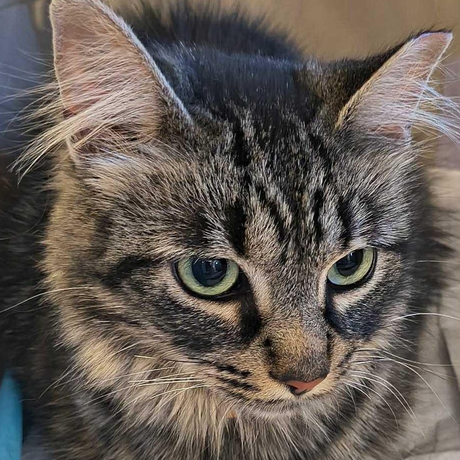 Piper, a Adoptable mixed breed in Livonia, MI image 1/4