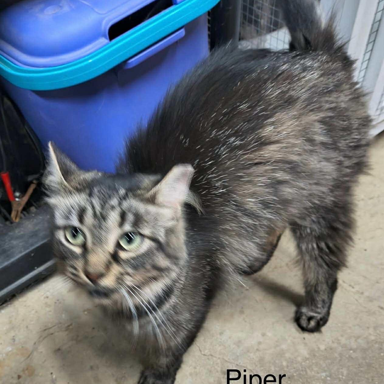 Piper, a Adoptable mixed breed in Livonia, MI image 3/4