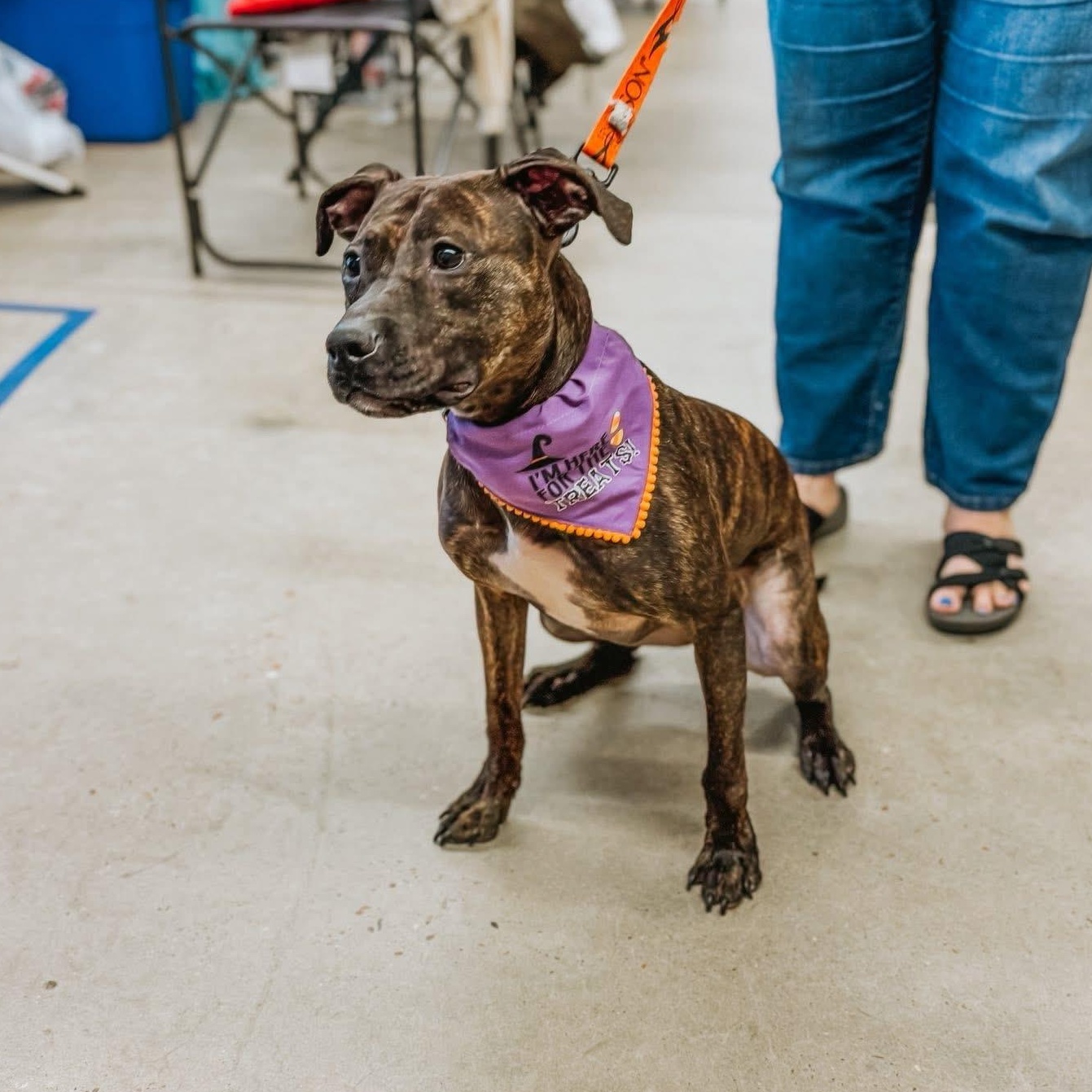 Ace , ADOPTABLE, Adult Male Terrier.