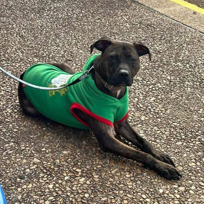 Enlarge Ace , a ADOPTABLE mixed breed in Chesapeake Beach, MD image 2/4