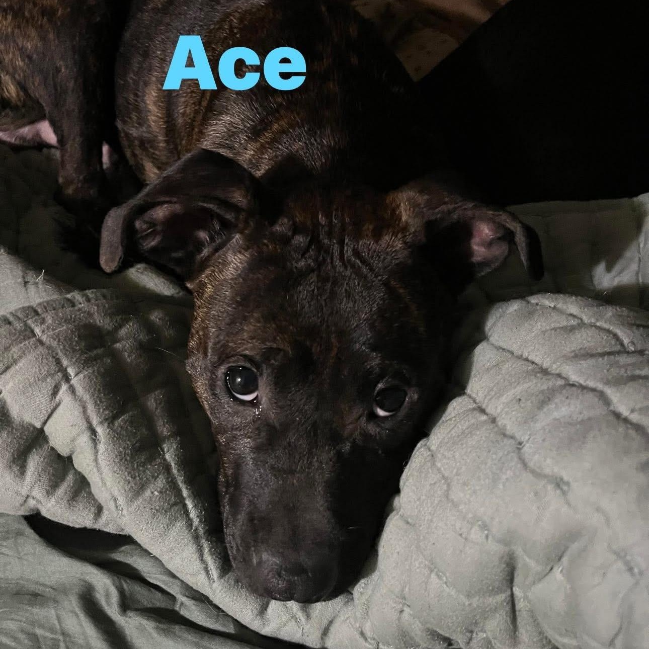 Enlarge Ace , a ADOPTABLE mixed breed in Chesapeake Beach, MD image 4/4