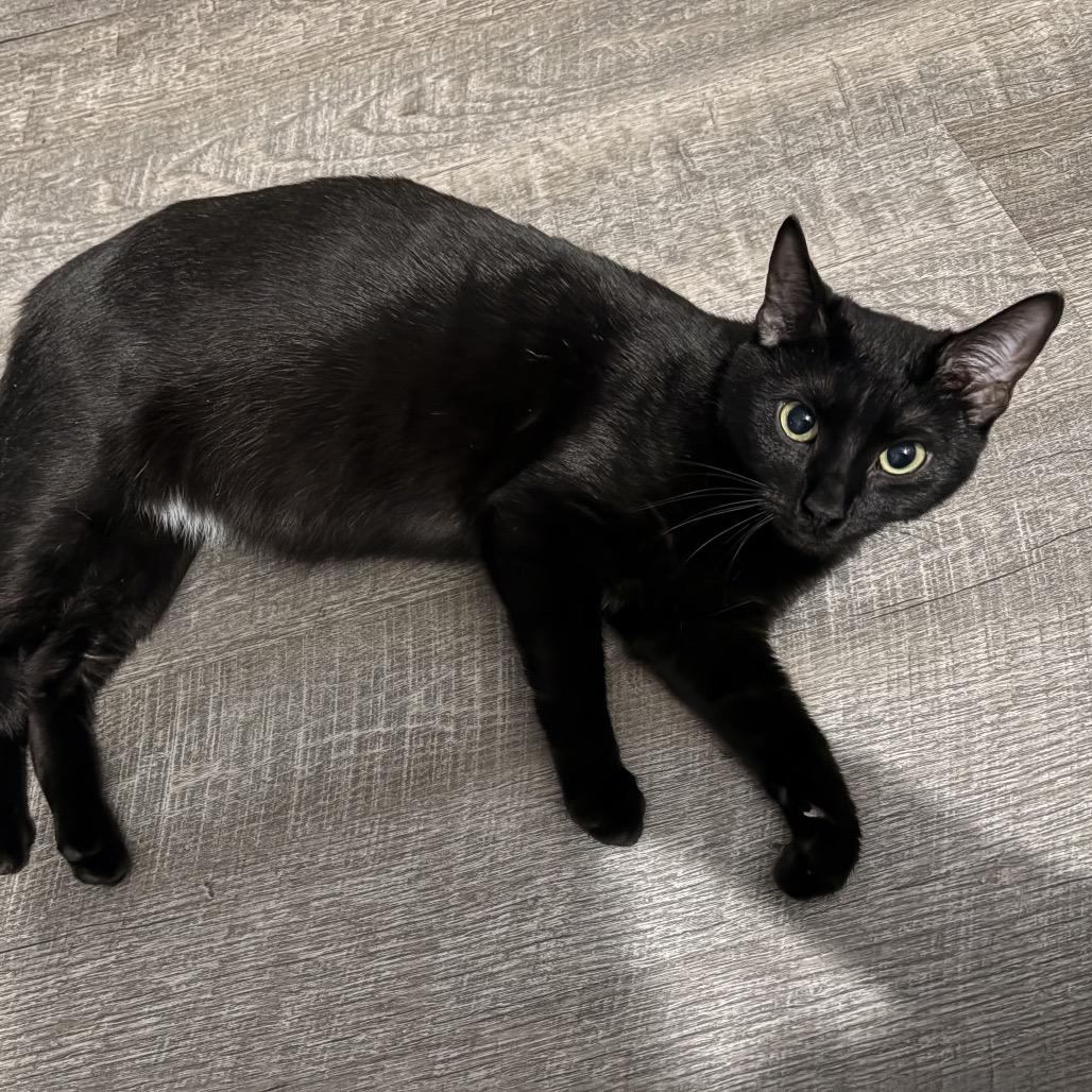 Raven, Adoptable, Young Female Domestic Short Hair.