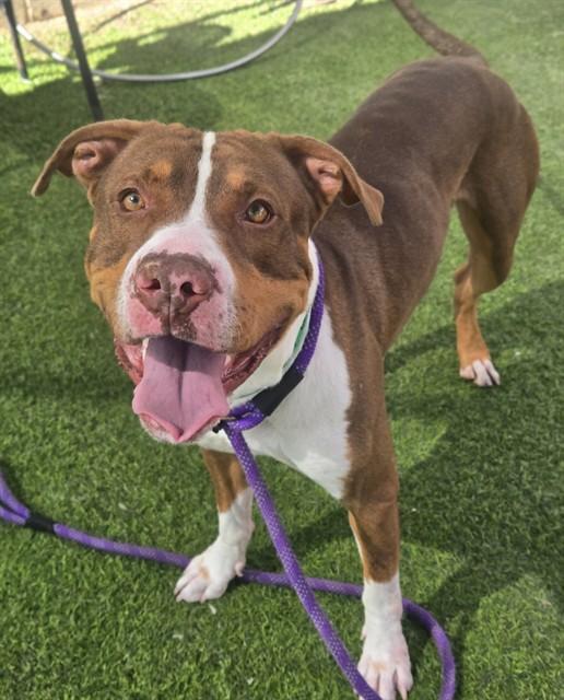 Enlarge TESLA, a Adoptable mixed breed in Phoenix, AZ image 1/1