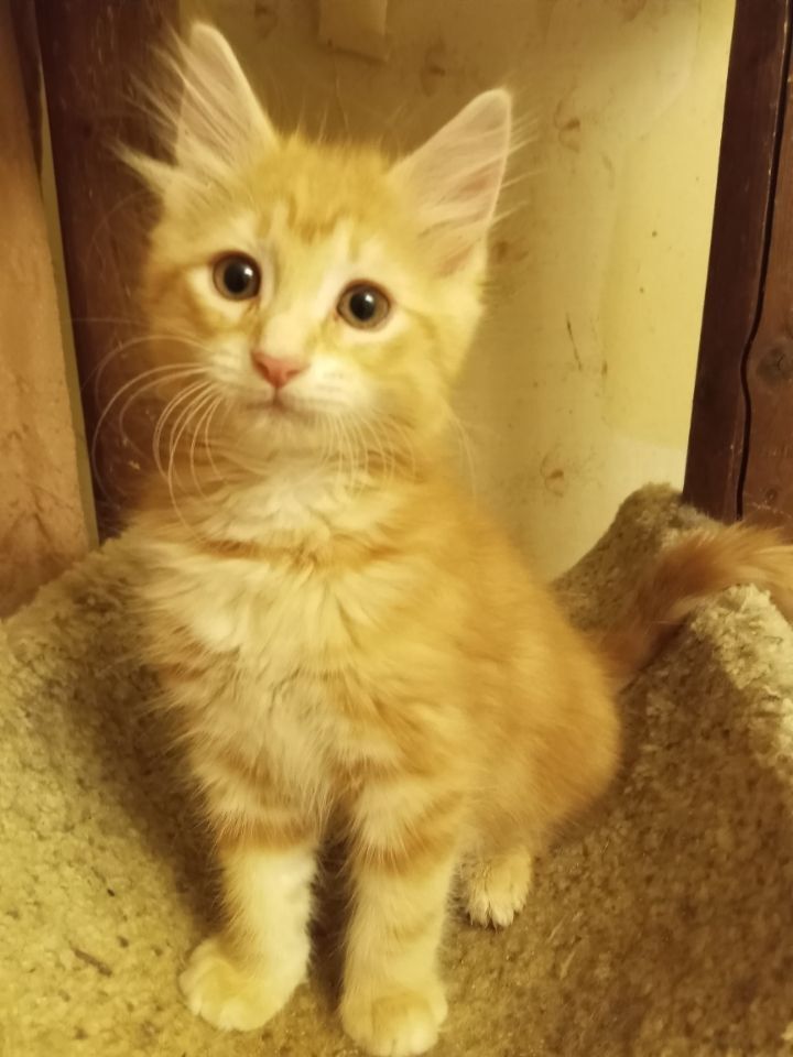 Marmalade (& mom, Tippy) URGENT - FOSTER NEEDED!, a Adoptable mixed breed in Cookeville, TN image 6/6