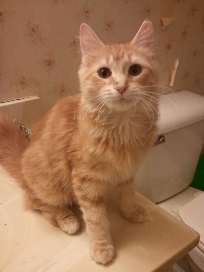 Marmalade (& mom, Tippy) URGENT - FOSTER NEEDED!, an adoptable Domestic Long Hair, Maine Coon in Cookeville, TN, 38506 | Photo Image 3