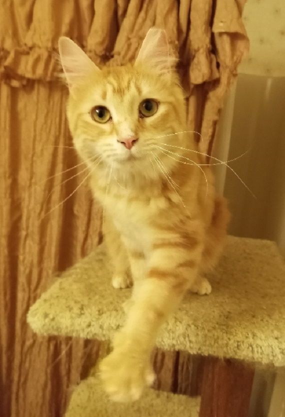 Marmalade (& mom, Tippy) URGENT - FOSTER NEEDED!, Adoptable, Adult Female Domestic Long Hair & Maine Coon.