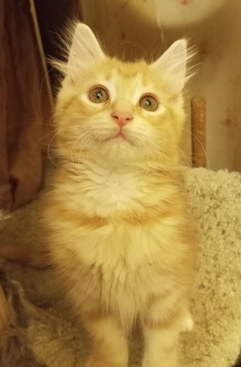 Marmalade (& mom, Tippy) URGENT - FOSTER NEEDED!, a Adoptable mixed breed in Cookeville, TN image 4/6