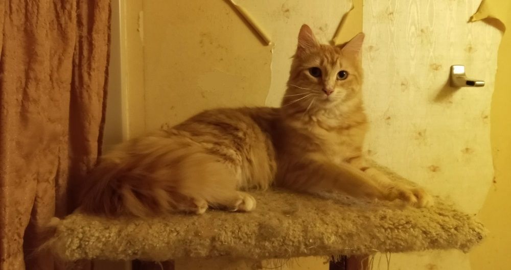 Marmalade (& mom, Tippy) URGENT - FOSTER NEEDED!, a Adoptable mixed breed in Cookeville, TN image 2/6