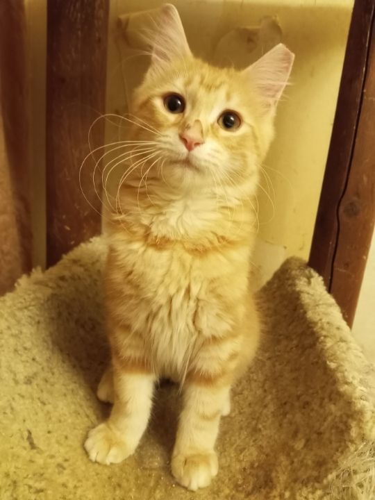 Marmalade (& mom, Tippy) URGENT - FOSTER NEEDED!, a Adoptable mixed breed in Cookeville, TN image 5/6