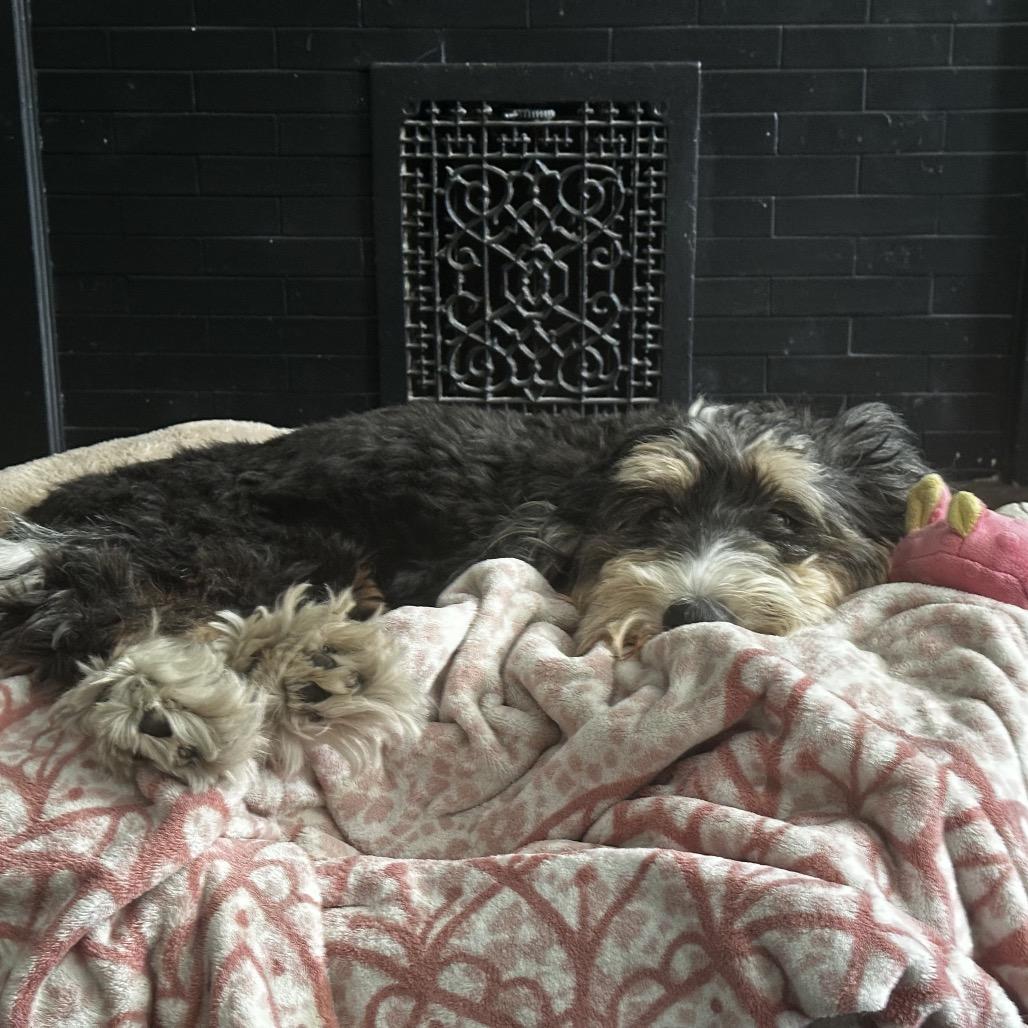 Ava, Adoptable, Adult Female Bernese Mountain Dog & Miniature Poodle.