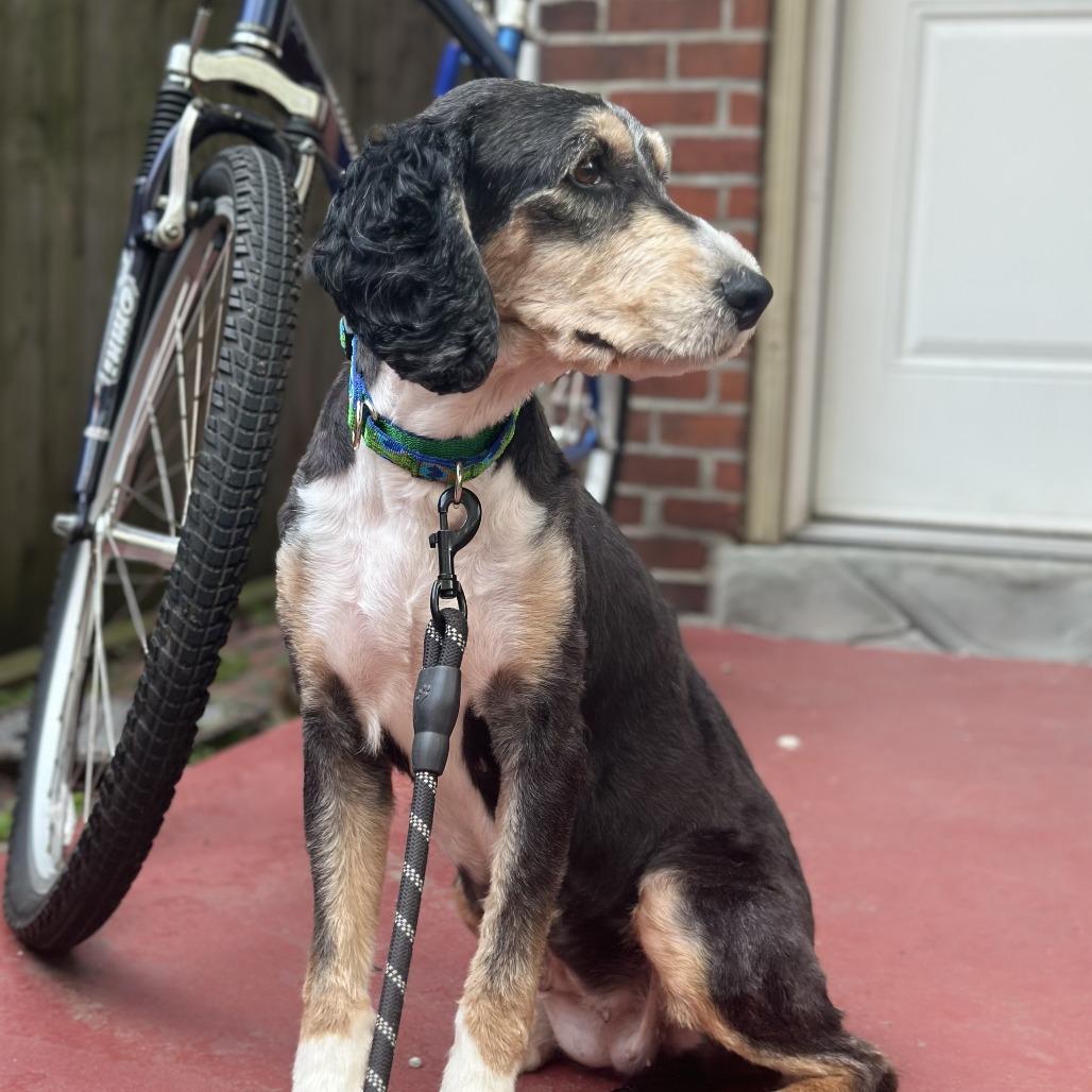 Enlarge Ava, a Adoptable mixed breed in Sinking Spring, PA image 2/6