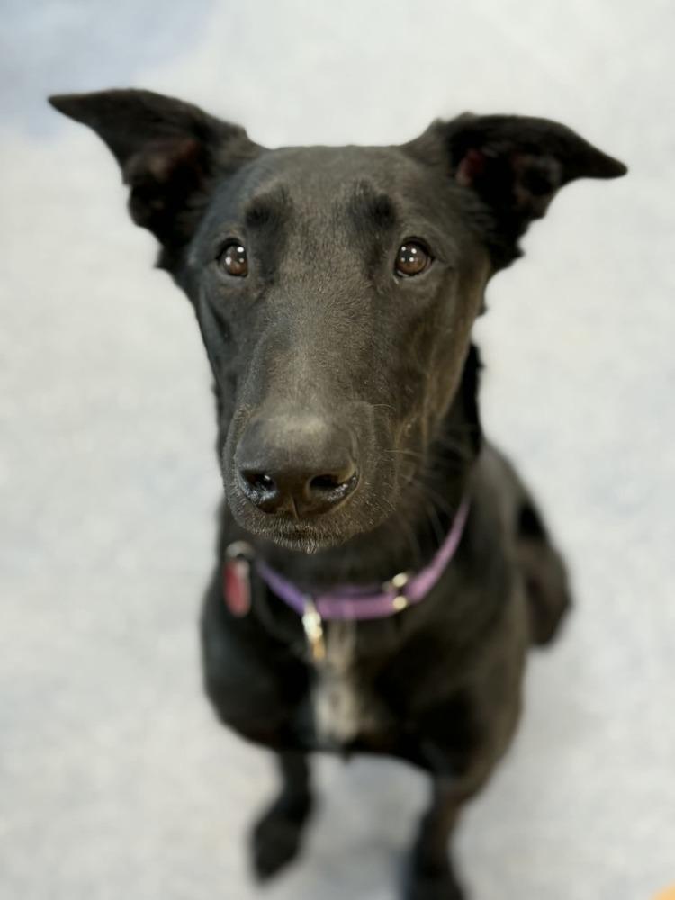 Vander (FOSTERED LOCALLY), Adoptable, Adult Male Irish Wolfhound & Shepherd.