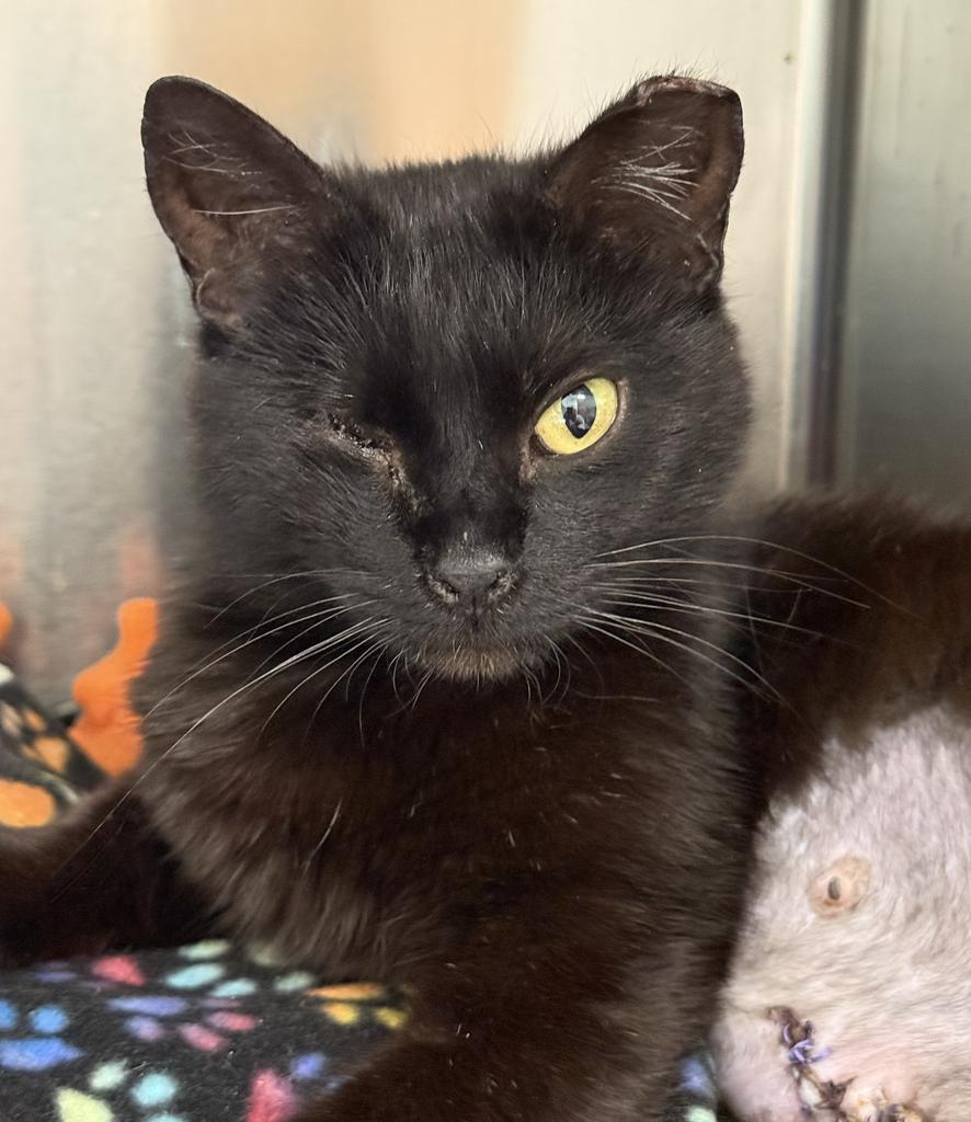 Nessa (JiJi), Adoptable, Young Female Domestic Short Hair.