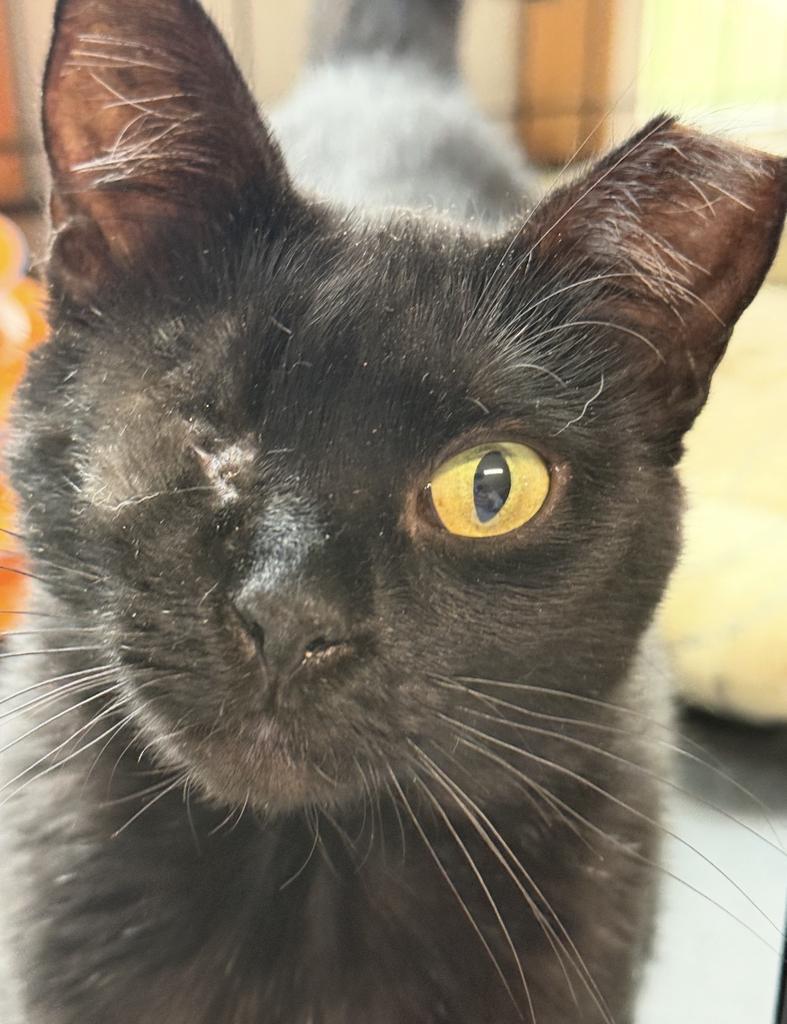 Nessa (JiJi), a Adoptable mixed breed in Ontario, OR image 2/2