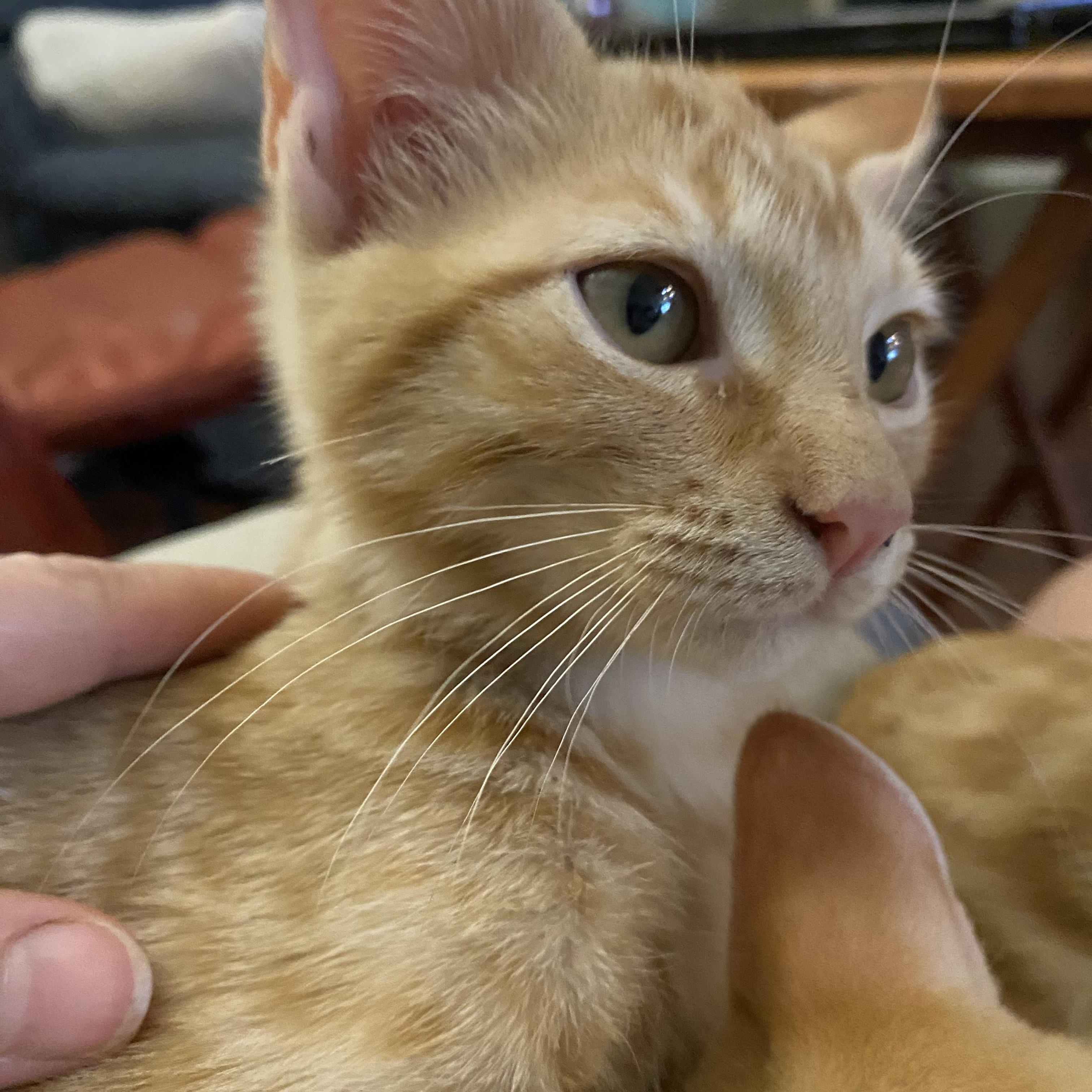 Sherran, an adopted Domestic Short Hair in Lakewood, WA image 2/4