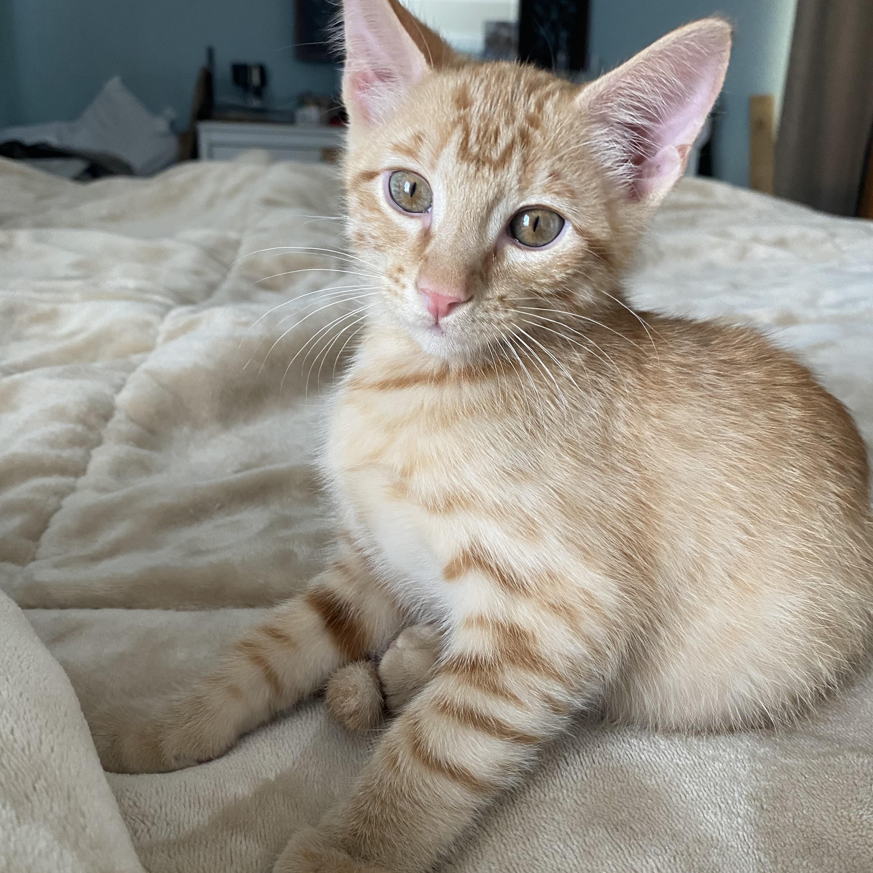 Sherran, an adopted Domestic Short Hair in Lakewood, WA image 1/4