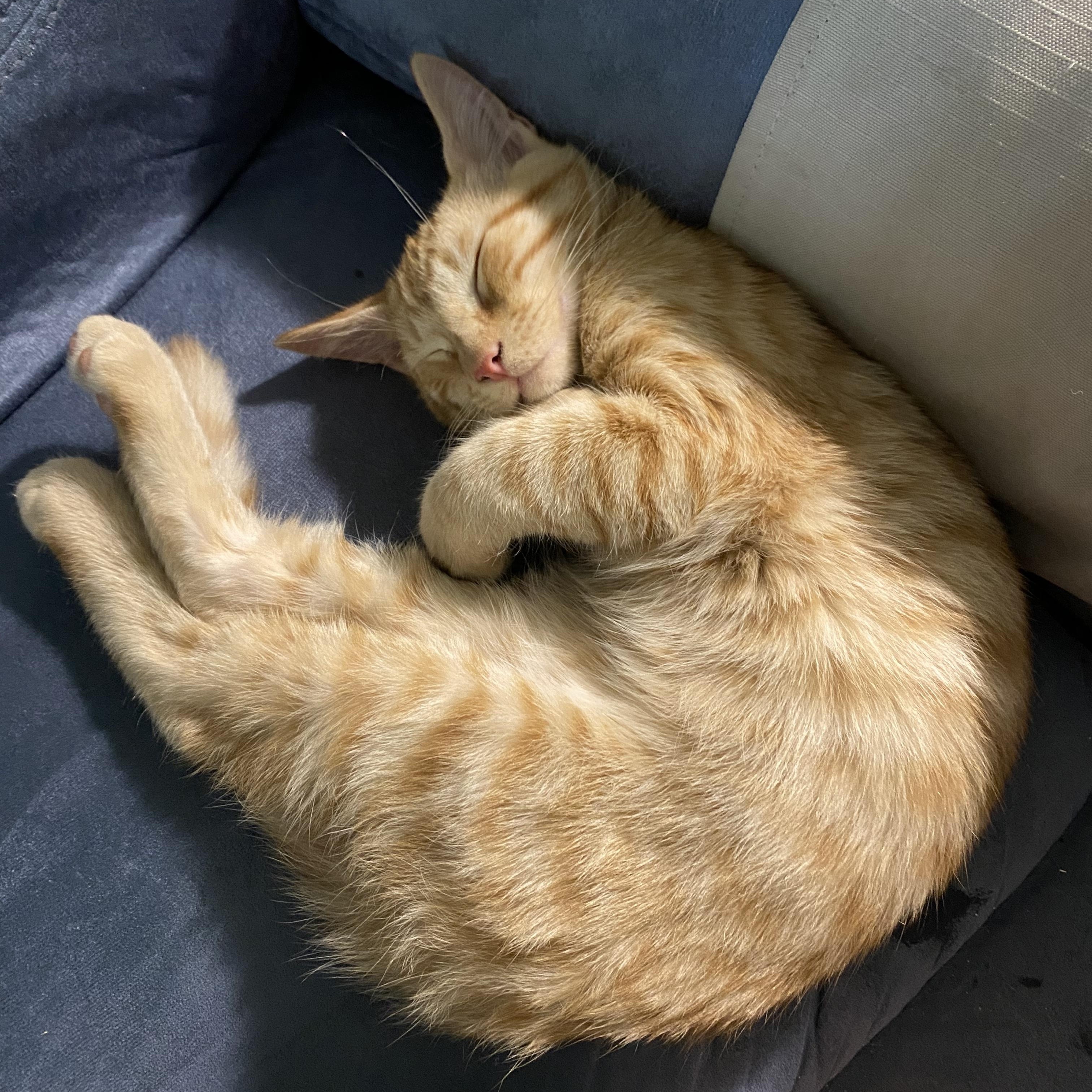 Sherran, an adopted Domestic Short Hair in Lakewood, WA image 3/4