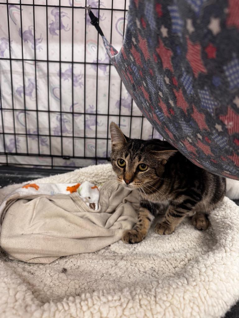 Classic, Adoptable, Kitten Female Domestic Short Hair.