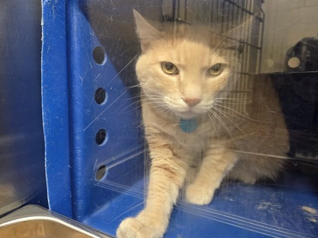 LEO, Adoptable, Adult Male Domestic Short Hair.