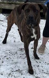 Chopper, Adopted, Adult Male Hound & Great Dane.