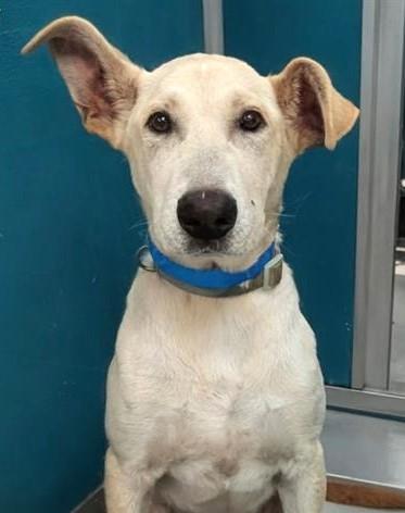 OATMEAL 465535 BeautifulPUP!