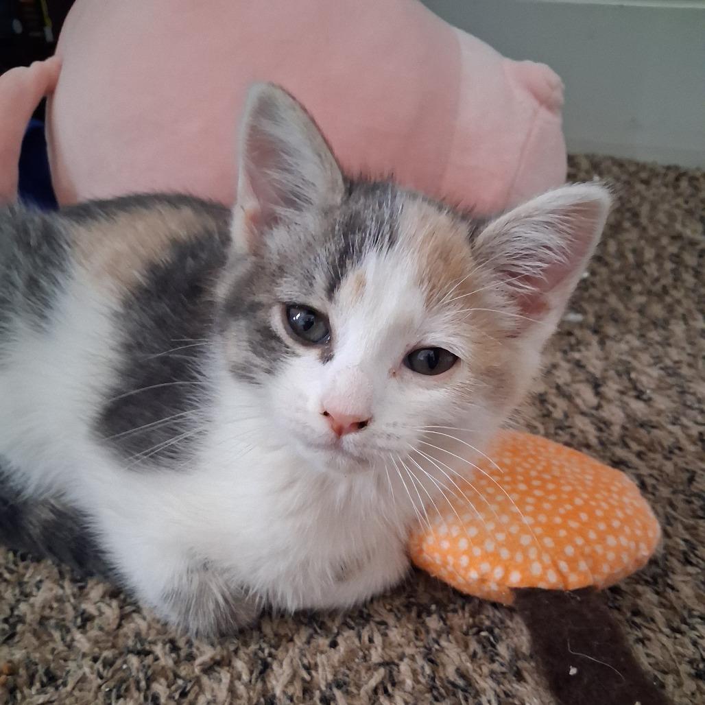 Enlarge Gem, an adopted Domestic Short Hair in Blackfoot, ID image 1/1