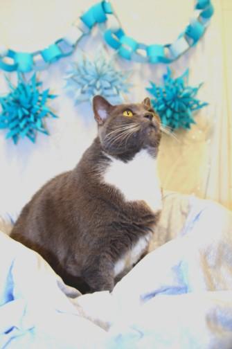 JOSEPHINE, Adoptable, Adult Female Domestic Medium Hair.