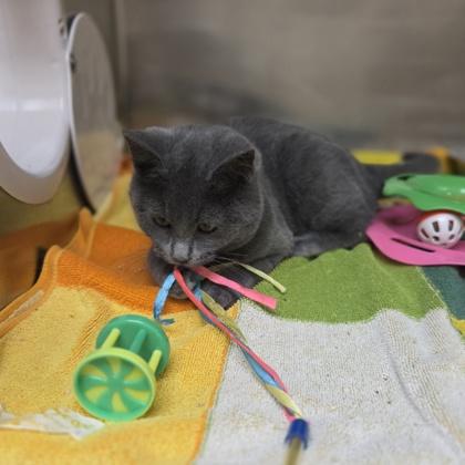 Enlarge Kool-Aid Man, a Adoptable mixed breed in Rochester Hills, MI image 1/3