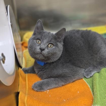 Enlarge Kool-Aid Man, a Adoptable mixed breed in Rochester Hills, MI image 2/3