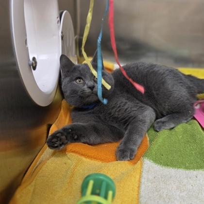 Enlarge Kool-Aid Man, a Adoptable mixed breed in Rochester Hills, MI image 3/3