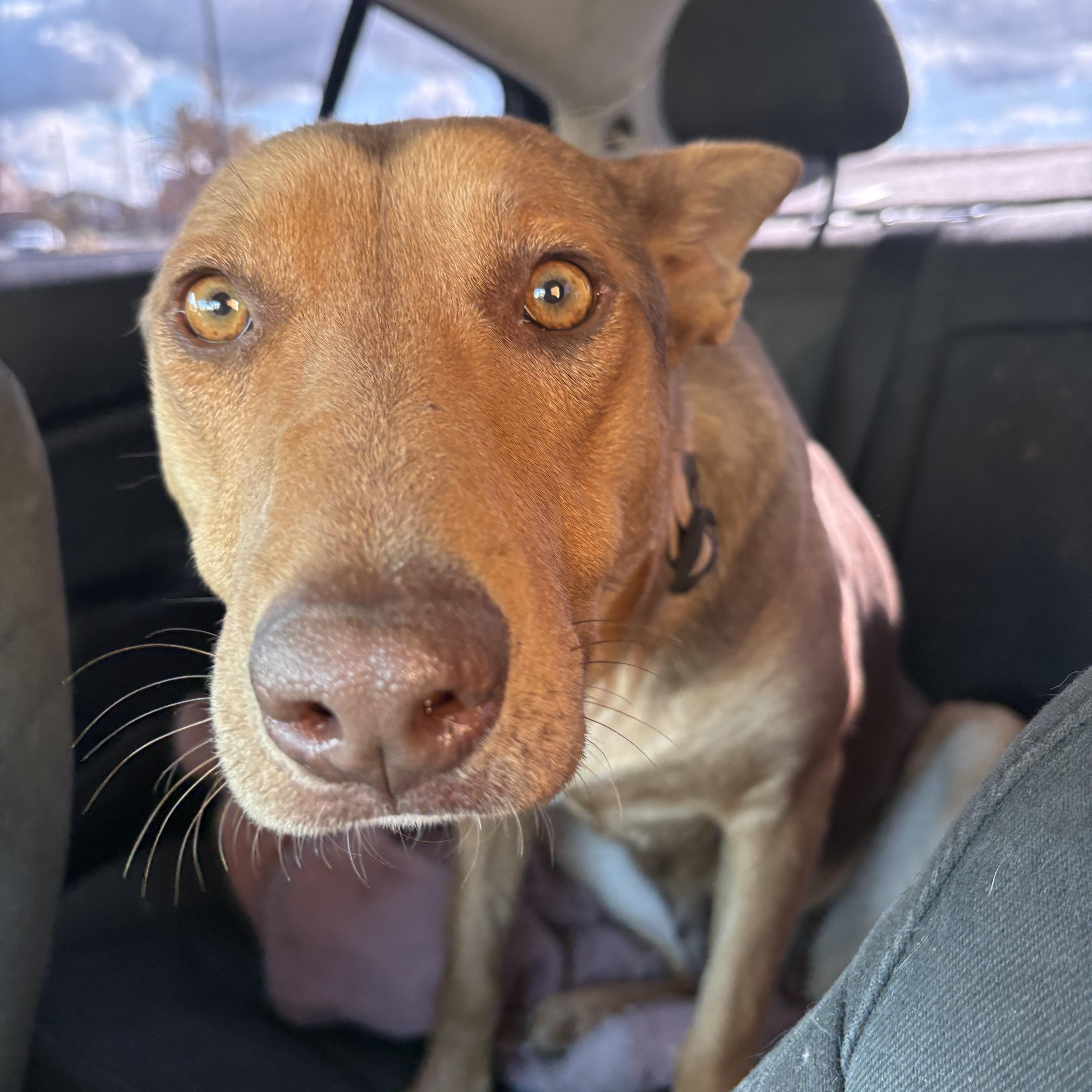 Enlarge NALA, an adopted German Shepherd Dog in Graham , WA image 2/5