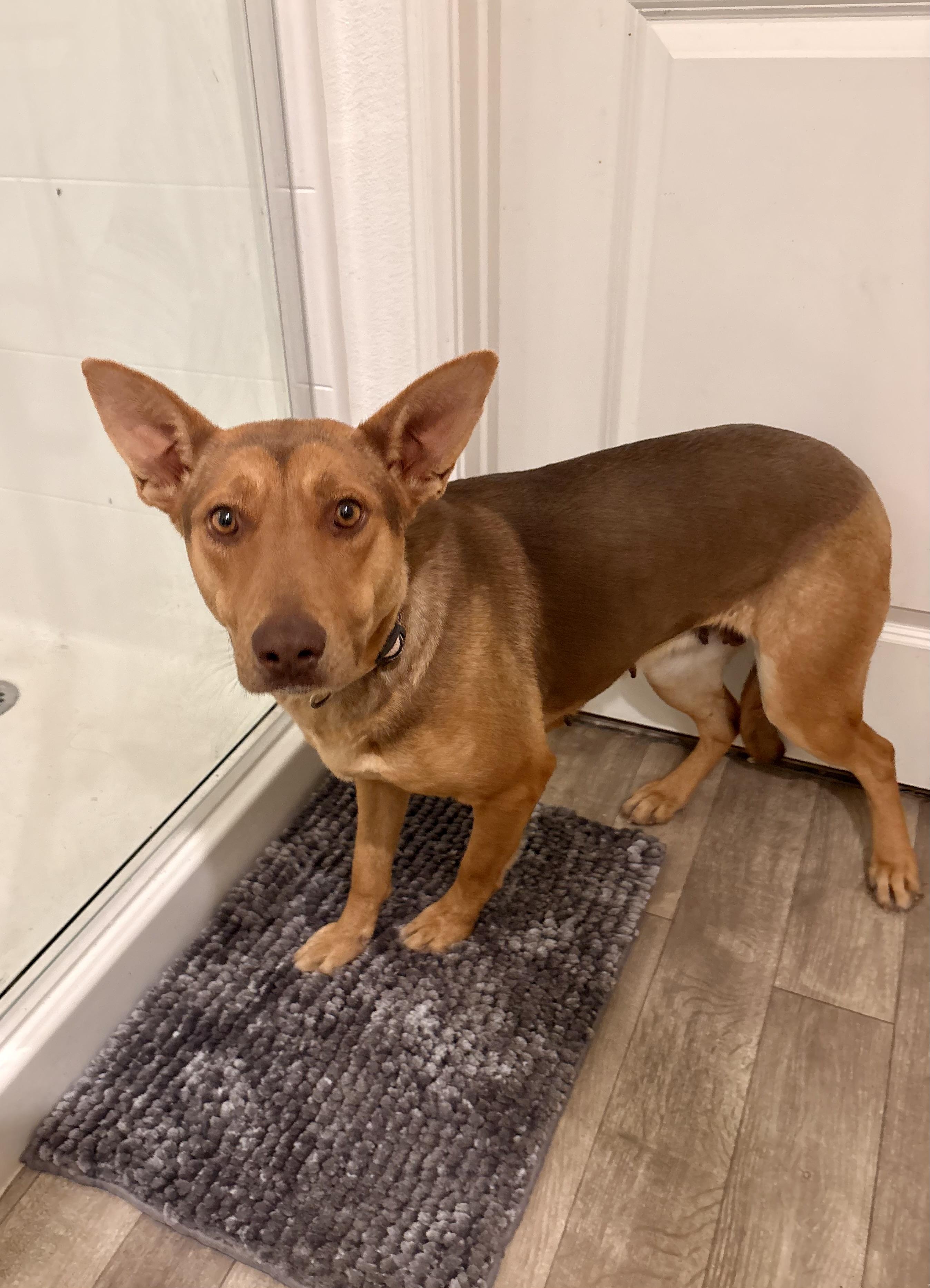 Enlarge NALA, an adopted German Shepherd Dog in Graham , WA image 4/5